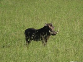Warthog (Pumba)